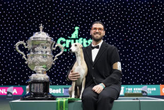 Illustration de l'article : Cette femelle Whippet est la première de son pays à être lauréate de ce prestigieux concours canin (vidéo)