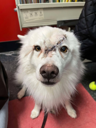 Illustration de l'article : Négligé et gravement blessé, ce chien peut compter sur l’incroyable générosité de la communauté et la bienveillance d’une association pour le sauver