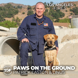 Illustration de l'article : Ces 5 chiens issus de refuge et aux passés différents ont tous un point en commun : ils sauvent des vies