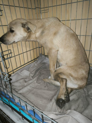 Illustration de l'article : Retrouvé abandonné dans une poubelle avec de multiples fractures, ce chiot de 7 mois déjoue tous les pronostics vétérinaires (vidéo)