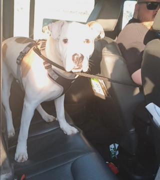 Illustration de l'article : Apr&egrave;s avoir pass&eacute; la moiti&eacute; de sa vie en refuge, ce brave toutou finit par trouver un ma&icirc;tre bienveillant (vid&eacute;o)