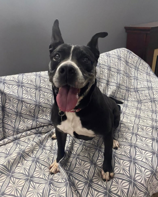 Illustration de l'article : Apr&egrave;s 7 ans d&rsquo;une longue attente, cette chienne go&ucirc;te enfin au bonheur gr&acirc;ce &agrave; sa nouvelle famille (vid&eacute;o)