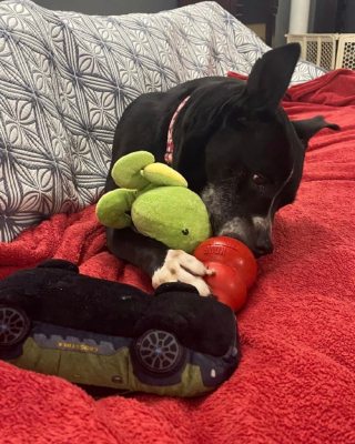 Illustration de l'article : Apr&egrave;s 7 ans d&rsquo;une longue attente, cette chienne go&ucirc;te enfin au bonheur gr&acirc;ce &agrave; sa nouvelle famille (vid&eacute;o)