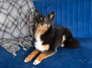 Illustration de l'article : &Eacute;chapp&eacute;e de sa s&eacute;ance de toilettage, cette chienne aventuri&egrave;re ne sera retrouv&eacute;e que 5 jours plus tard