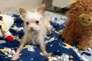 Illustration de l'article : Ce toutou pesant à peine un kilo à son arrivée au refuge est devenu une star d’Internet après son adoption (vidéo)