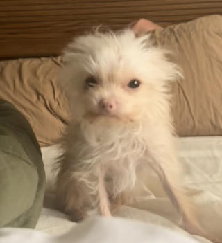 Illustration de l'article : Ce toutou pesant à peine un kilo à son arrivée au refuge est devenu une star d’Internet après son adoption (vidéo)