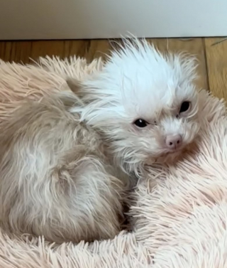 Illustration de l'article : Ce toutou pesant à peine un kilo à son arrivée au refuge est devenu une star d’Internet après son adoption (vidéo)