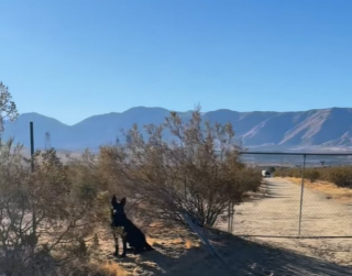 Illustration de l'article : Seul dans le d&eacute;sert, ce chiot sauvage se dirige instinctivement vers les membres de ce refuge pour chiens errants (vid&eacute;o)