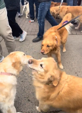 Illustration de l'article : En souvenir de son passé en or et en l’honneur de son nom, une ville crée une fête entièrement consacrée aux Golden Retrievers (vidéo)