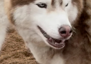 Illustration de l'article : Un Husky à 3 pattes tente adorablement de s’intégrer auprès de ses congénères lors d’un événement dédié à cette race de chien (vidéo)