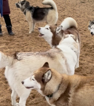 Illustration de l'article : Un Husky à 3 pattes tente adorablement de s’intégrer auprès de ses congénères lors d’un événement dédié à cette race de chien (vidéo)