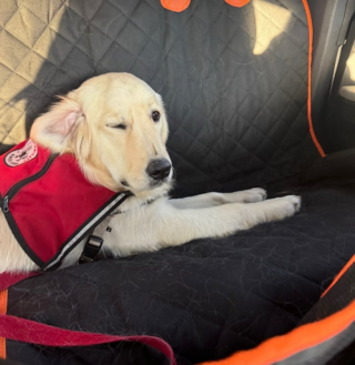 Illustration de l'article : Ce Golden Retriever exp&eacute;rimente une nouvelle technique comportementale pour apprendre &agrave; aboyer (vid&eacute;o)