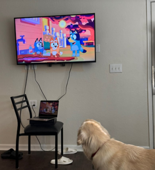 Illustration de l'article : Ce Golden Retriever exp&eacute;rimente une nouvelle technique comportementale pour apprendre &agrave; aboyer (vid&eacute;o)