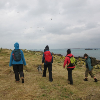 Illustration de l'article : Grâce à son incroyable flair, ce Berger Australien protège la population d’un oiseau marin menacé de disparition