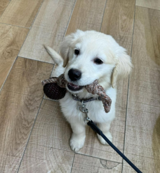 Illustration de l'article : Ce chiot Golden Retriever suit avec envie un livreur de balles de tennis, sa ténacité va être récompensée (vidéo)