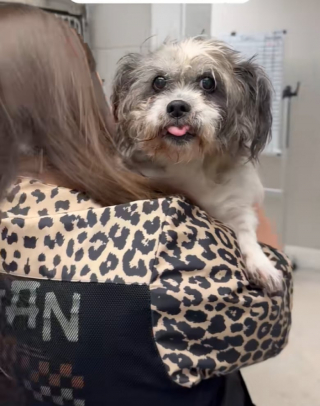 Illustration de l'article : Cette femelle Shih Tzu se fait belle pour une journée adoption organisée par son refuge, mais personne ne daigne lui accorder d’attention (vidéo)