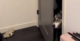 Illustration de l'article : Incapable de résister à son émission préférée, ce Husky accourt en entendant le générique alors qu’il venait d’ignorer les appels de son maître (vidéo)