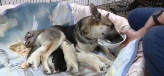 Illustration de l'article : D&rsquo;une incroyable g&eacute;n&eacute;rosit&eacute;, cette femme s&rsquo;occupe de 16 chiots dont les 2 m&egrave;res avaient &eacute;t&eacute; abandonn&eacute;es encore gestantes