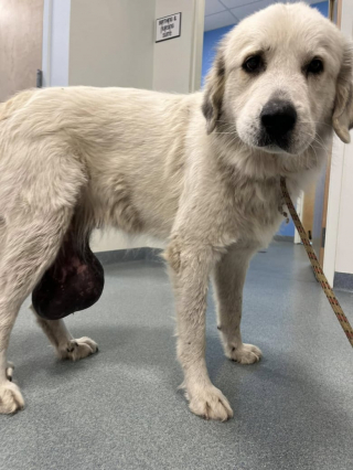 Illustration de l'article : Trouvée errante et dans un état pitoyable, cette chienne a dû être opérée d’une tumeur pesant près de 3 kilos