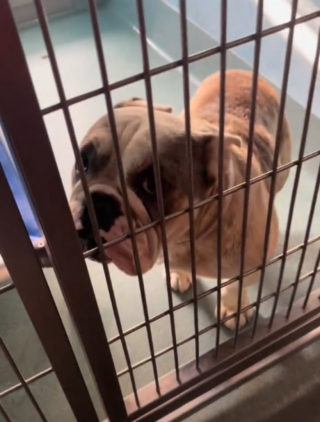 Illustration de l'article : Partie pour adopter un Bulldog Anglais dans un refuge, cette jeune femme finit par en sauver 3 de l’euthanasie (vidéo)