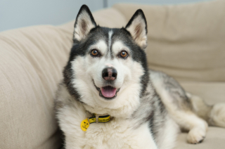 Illustration de l'article : Tandis que ses maîtres sont partis en vacances et qu’il séjourne en pension canine, ce Husky sauve la vie de sa promeneuse