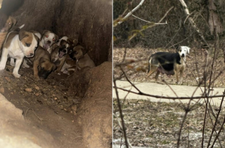 Illustration de l'article : Récupérés par un refuge dans le creux d’un tronc d’arbre, 11 chiots retrouvent enfin leur maman (vidéo)