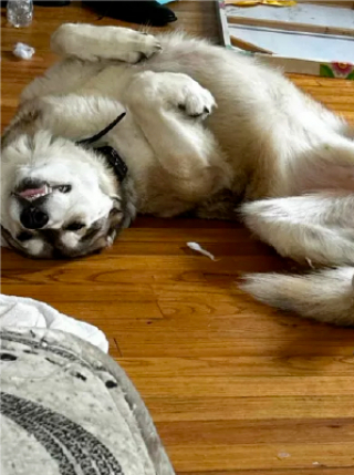 Illustration de l'article : À cause de son ADN, ce chien-loup hybride se heurte à un labyrinthe juridique dans sa quête d’un foyer