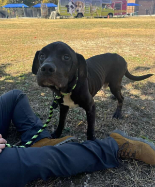 Illustration de l'article : Abandonnés à leur sort, 3 chiens faméliques et enchaînés à leur refuge en ruine attendent une nouvelle famille