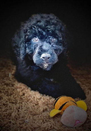 Illustration de l'article : Convaincue que son heure était venue, une femme est sauvée de la noyade par son Chien d’Eau Portugais