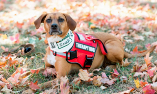 Illustration de l'article : Scout, chienne de thérapie, devient la collègue de sa maîtresse et aide les étudiants anxieux