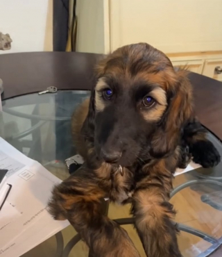 Illustration de l'article : La métamorphose impressionnante de Gunner, un Lévrier Afghan, en seulement trois mois (vidéo)