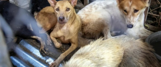 Illustration de l'article : Un vietnamien renonce à son restaurant vendant de la viande de chien et permet de sauver 16 canidés