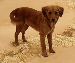 Illustration de l'article : Un chien errant s’improvise guide touristique pour une voyageuse visitant des vestiges archéologiques (vidéo)