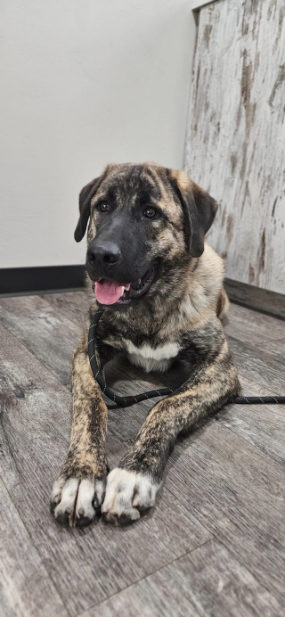 Illustration de l'article : Un chien s’échappe de son refuge après un soin vétérinaire et choisit sa nouvelle famille