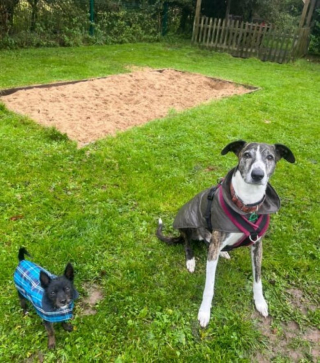 Illustration de l'article : Après avoir lié une belle et indéfectible amitié, ces deux chiens cherchent un nouveau foyer commun