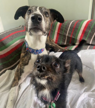 Illustration de l'article : Après avoir lié une belle et indéfectible amitié, ces deux chiens cherchent un nouveau foyer commun