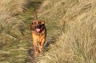 Illustration de l'article : Aveuglé par sa propre peau, un chien subit un lifting pour recouvrer la vue