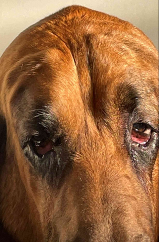 Illustration de l'article : Aveuglé par sa propre peau, un chien subit un lifting pour recouvrer la vue