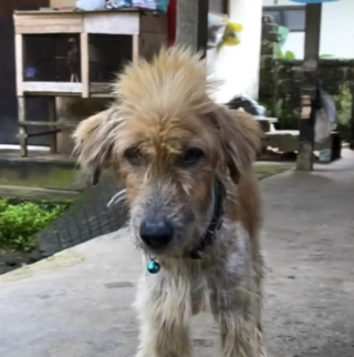 Illustration de l'article : Recueilli errant en piteux état, ce chien retrouve la santé avant de disparaître pour une raison qui a enchanté son sauveteur