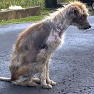 Illustration de l'article : Recueilli errant en piteux état, ce chien retrouve la santé avant de disparaître pour une raison qui a enchanté son sauveteur