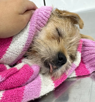 Illustration de l'article : Un couple recueille un chiot paralysé et lui construit un chariot pour changer sa vie