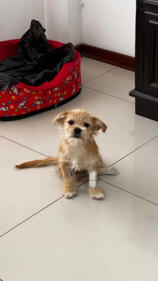 Illustration de l'article : Un couple recueille un chiot paralysé et lui construit un chariot pour changer sa vie