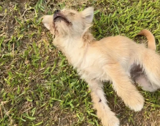 Illustration de l'article : Un couple recueille un chiot paralysé et lui construit un chariot pour changer sa vie