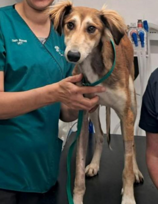 Illustration de l'article : Errant et boitant au bord d’un canal, un chien sans propriétaire est recueilli et soigné par une équipe vétérinaire