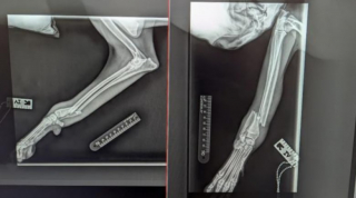 Illustration de l'article : Errant et boitant au bord d’un canal, un chien sans propriétaire est recueilli et soigné par une équipe vétérinaire