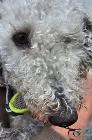 Illustration de l'article : Une chienne se plante un hameçon dans la truffe et est secourue par l’ami de sa maîtresse