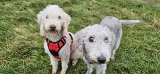 Illustration de l'article : Une chienne se plante un hameçon dans la truffe et est secourue par l’ami de sa maîtresse