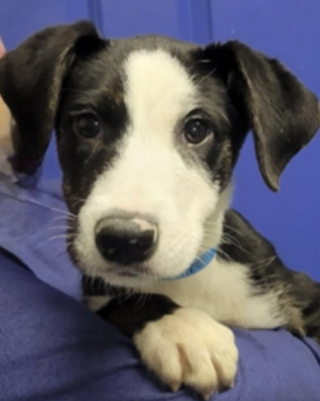 Illustration de l'article : Adopté puis à nouveau abandonné pour des raisons professionnelles, un chiot espère pouvoir trouver une famille aimante définitive