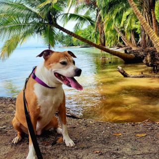 Illustration de l'article : Bravant les complexités de l’administration, elle emmène sa chienne avec elle pour réaliser son rêve de vivre isolée sur une île