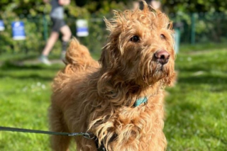 Illustration de l'article : Face à une obstruction d’estomac, la famille d'un chien de thérapie se démène pour récolter des fonds et financer une opération vitale